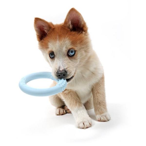 Chiot, Petit LOLA, Ø 10 x 2 cm – Image 4
