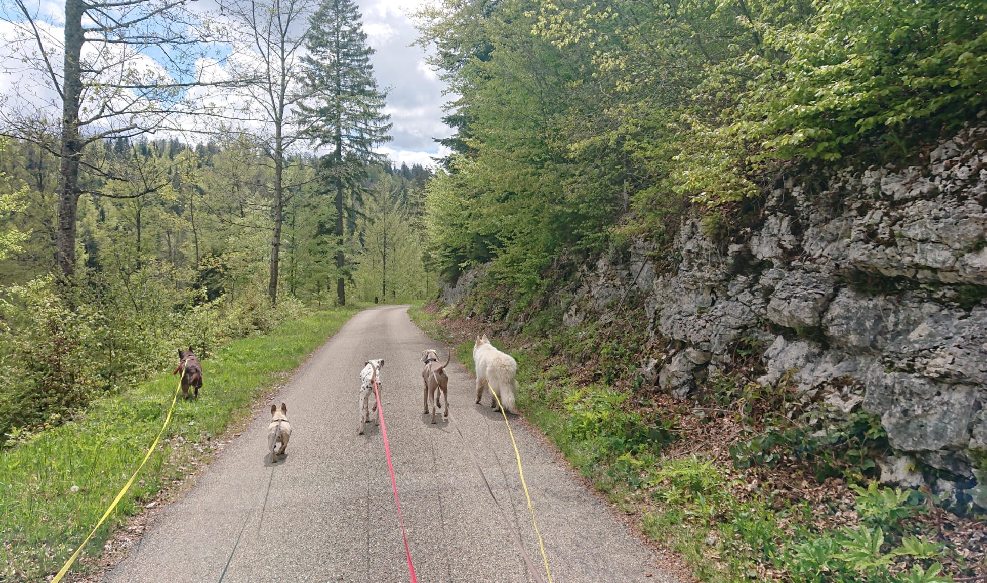 5 chiens en promenade en forêt