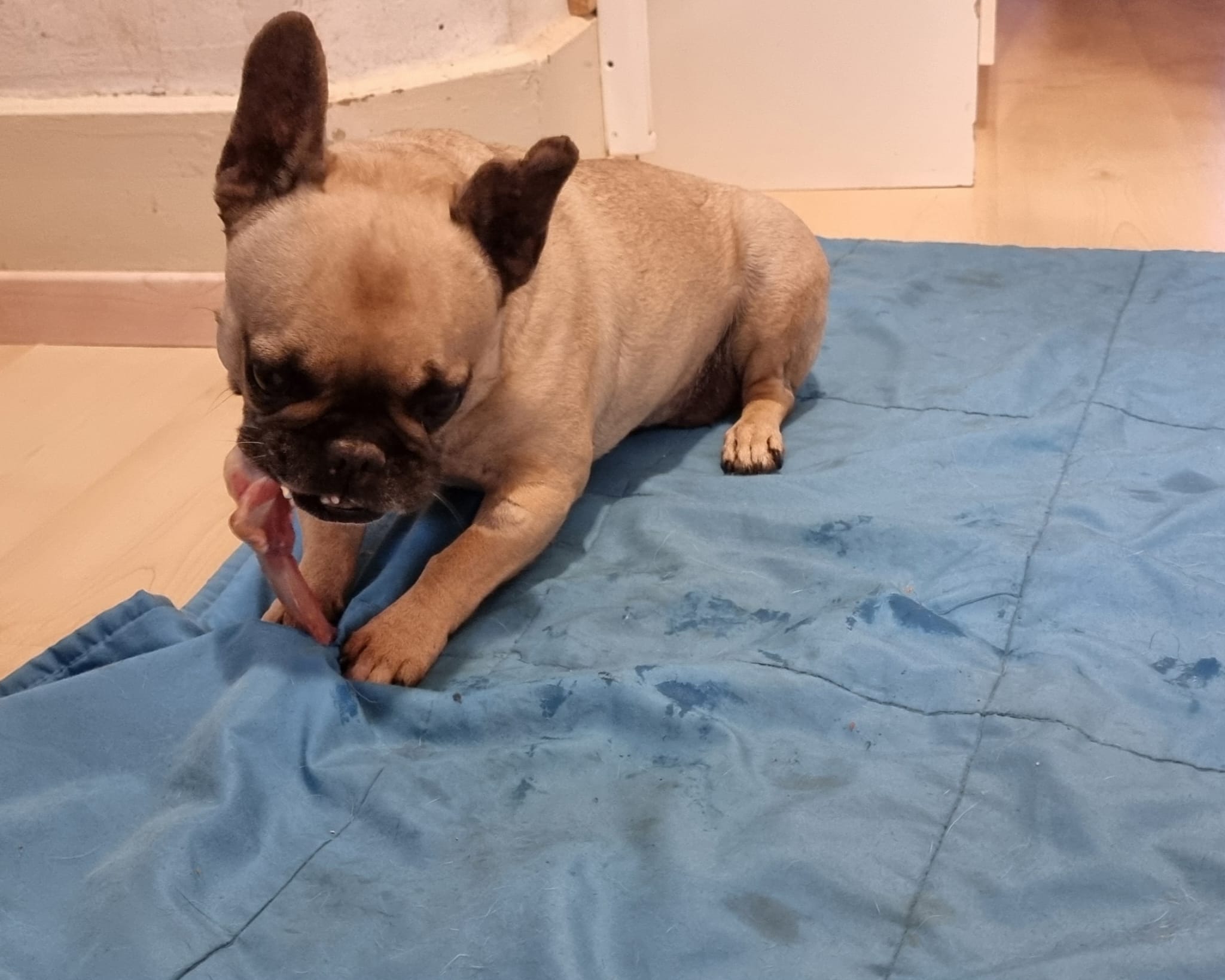 bouledogue.mastication.pension