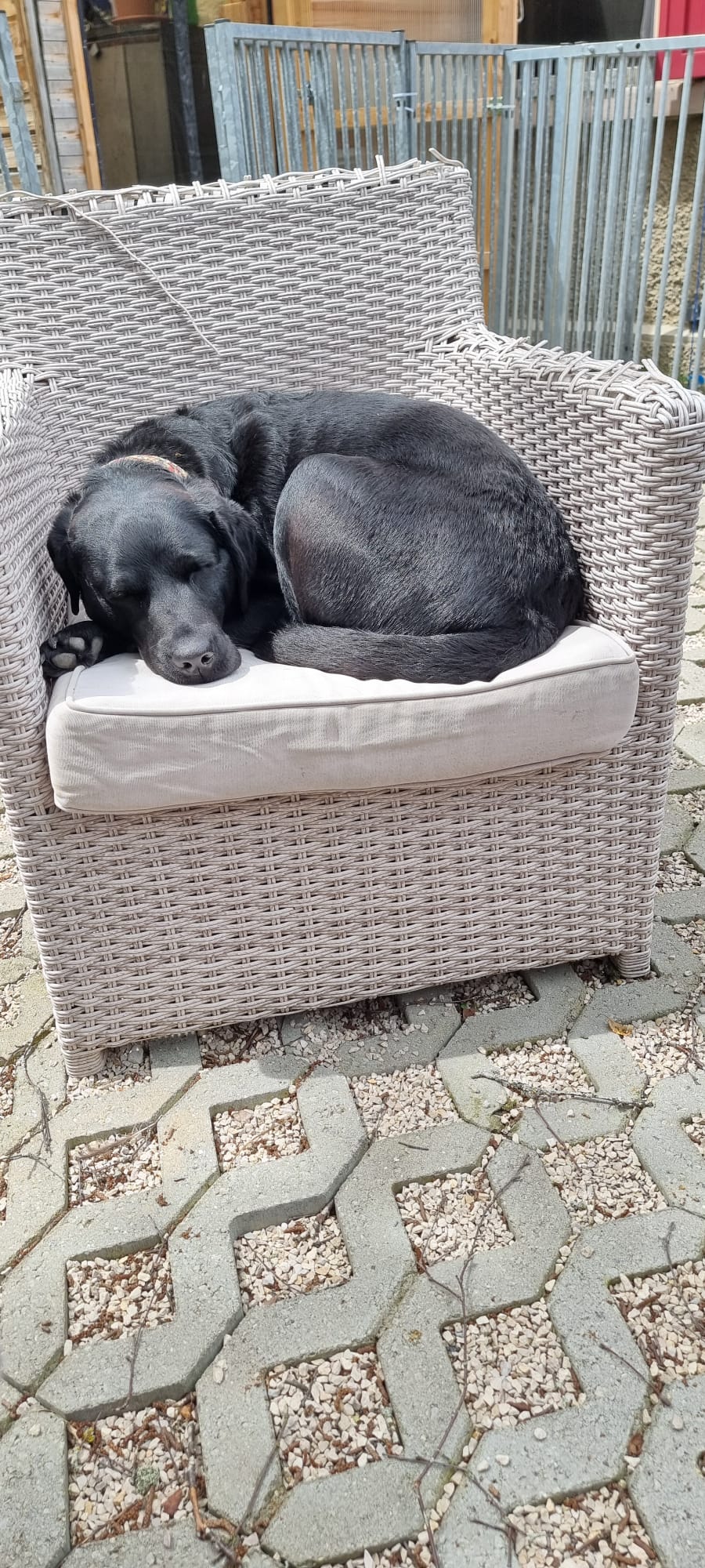 pension-chien-dodo-canapé-jardin