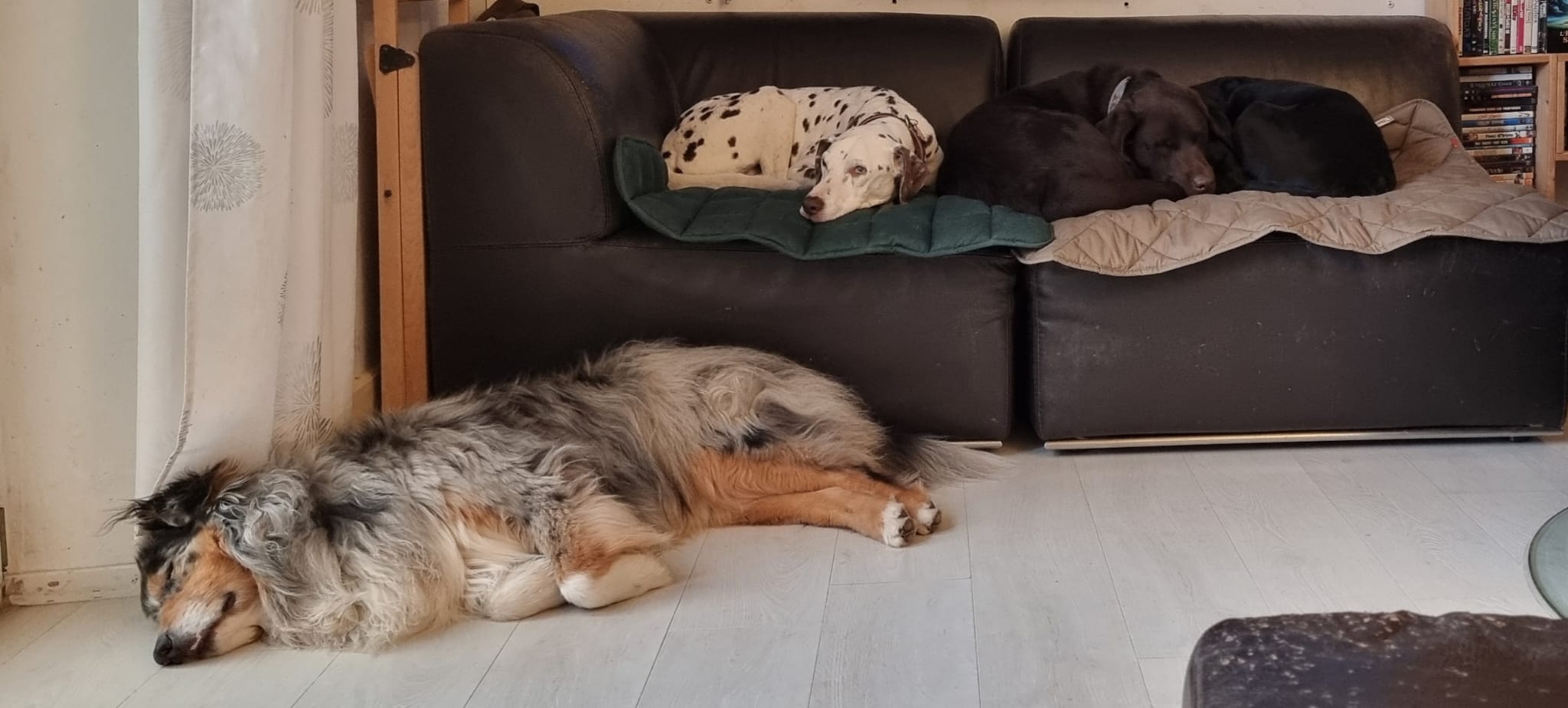 pension-chien-dodo-canapé.1