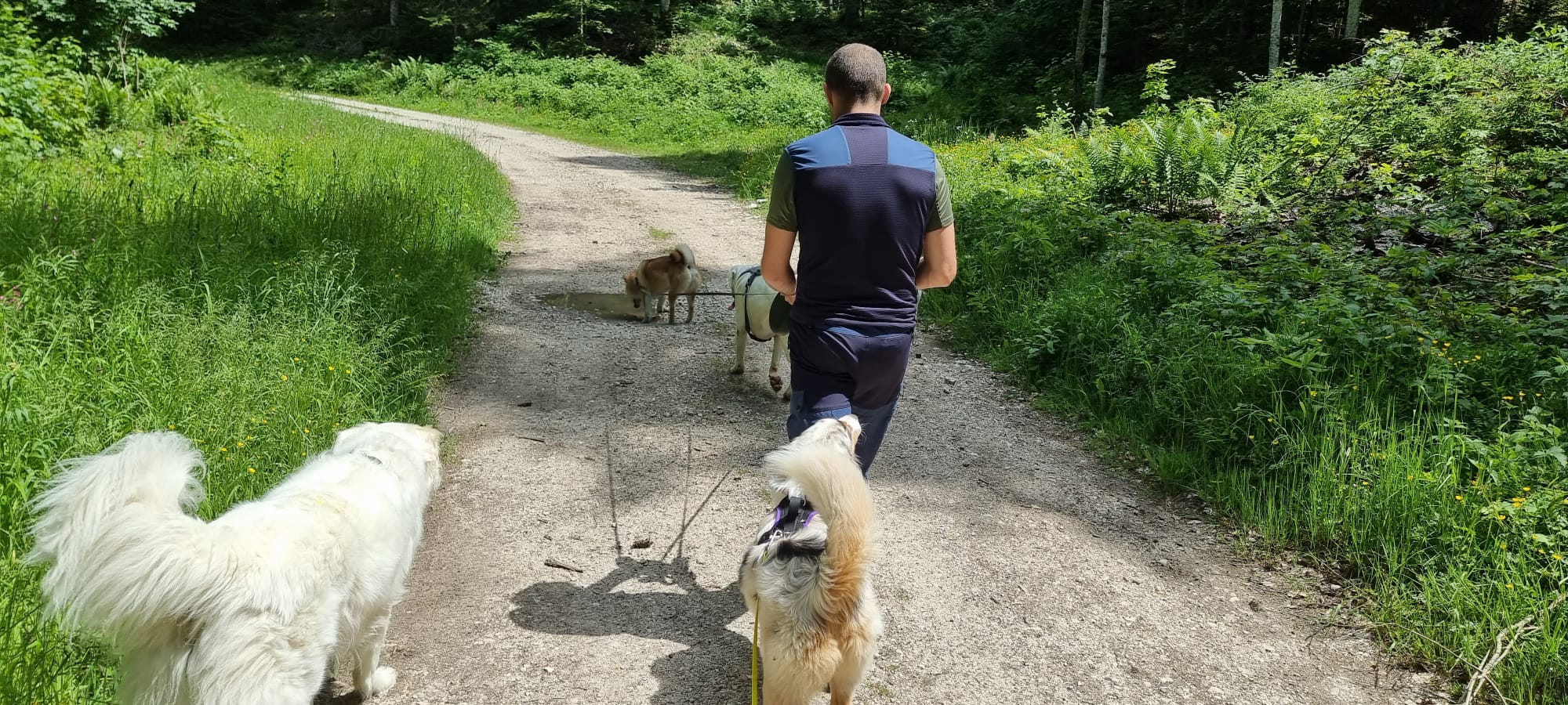 Pension chien