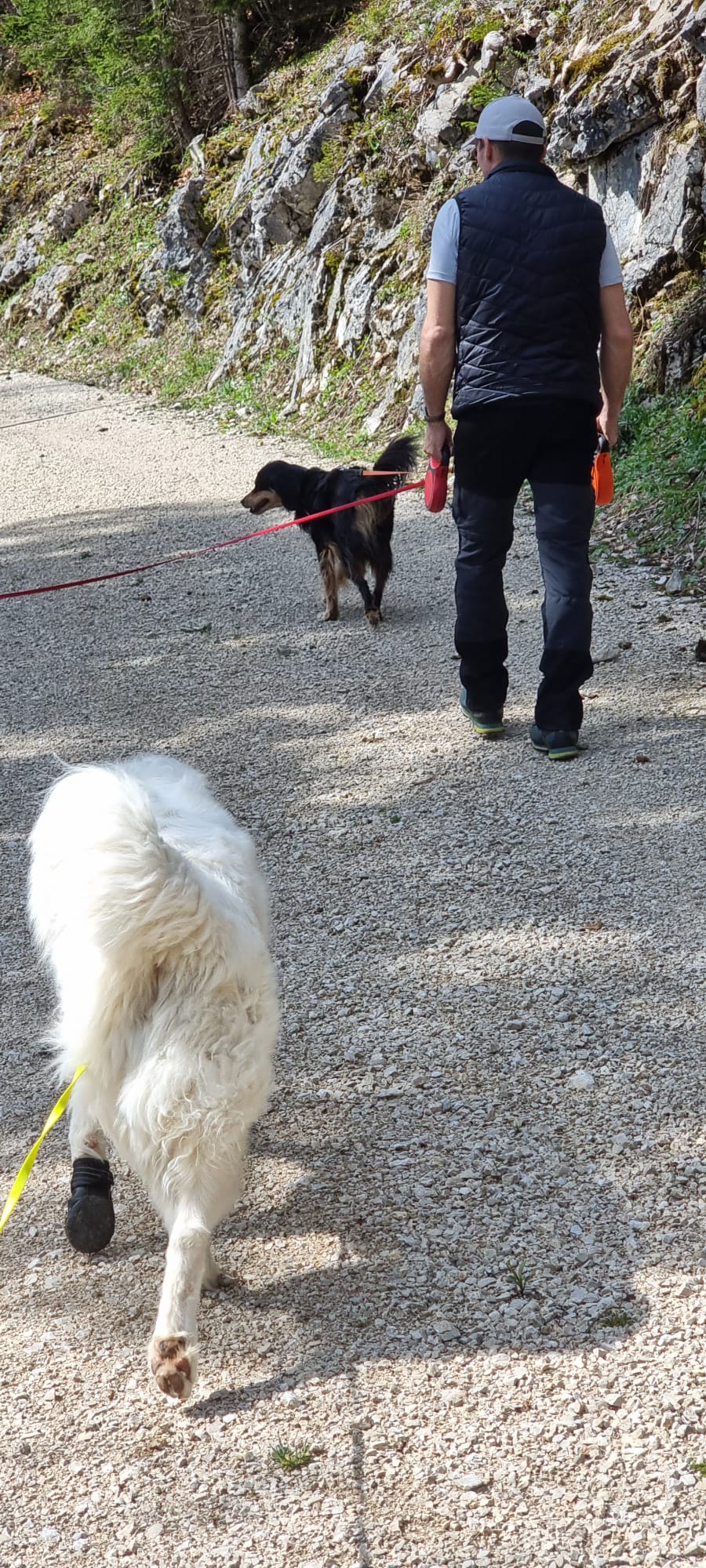 promenade.chiens.VDJ.2