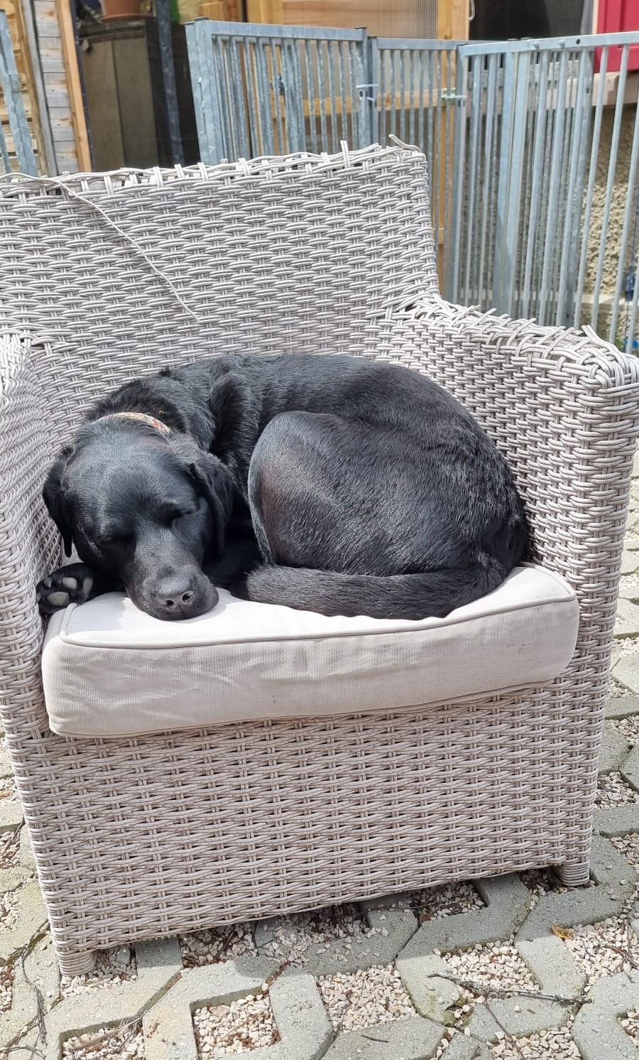 Pension chien