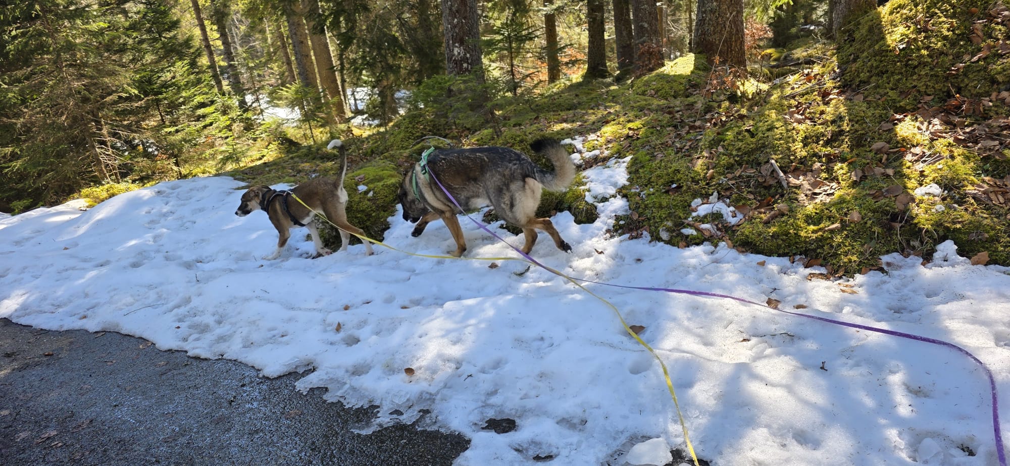 Groupe de chiens en promenade