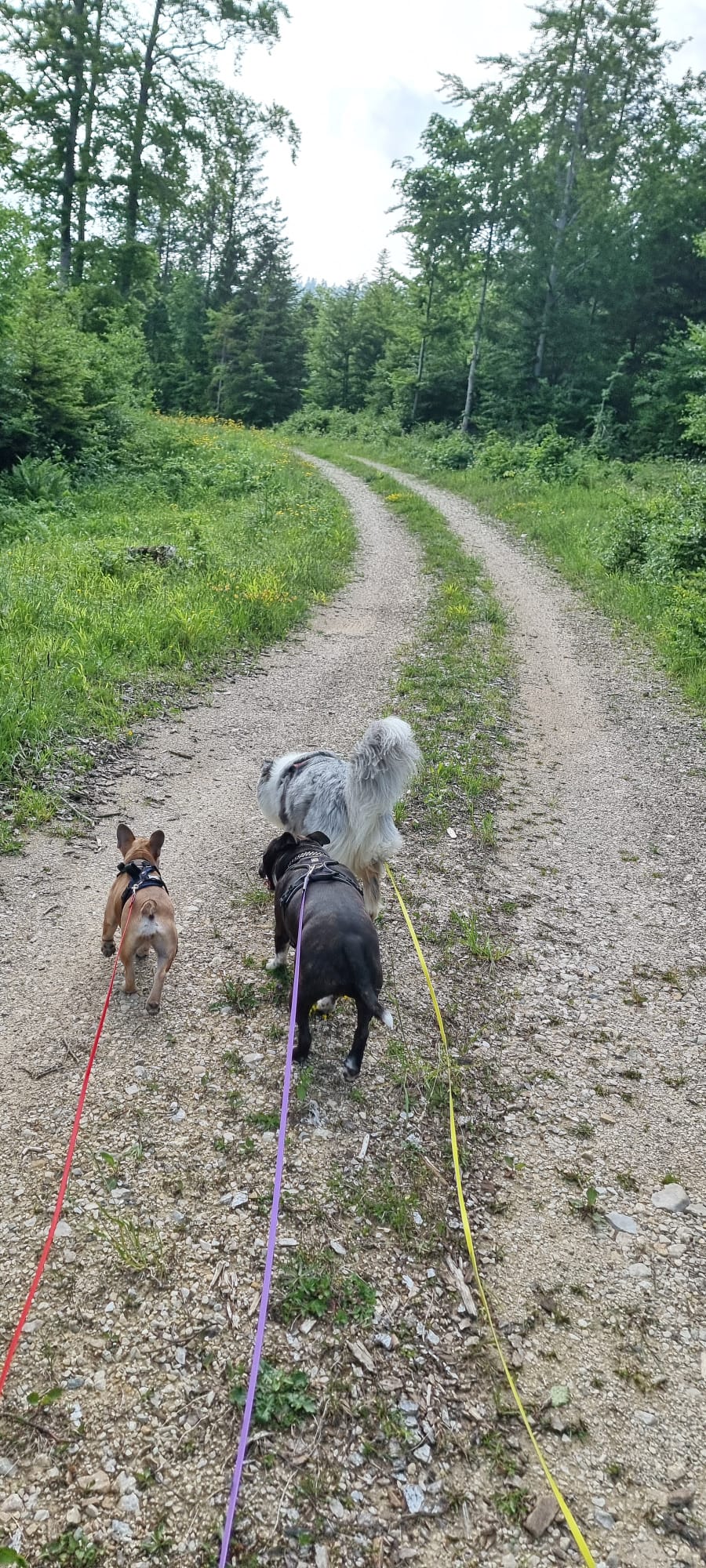 Pension chien