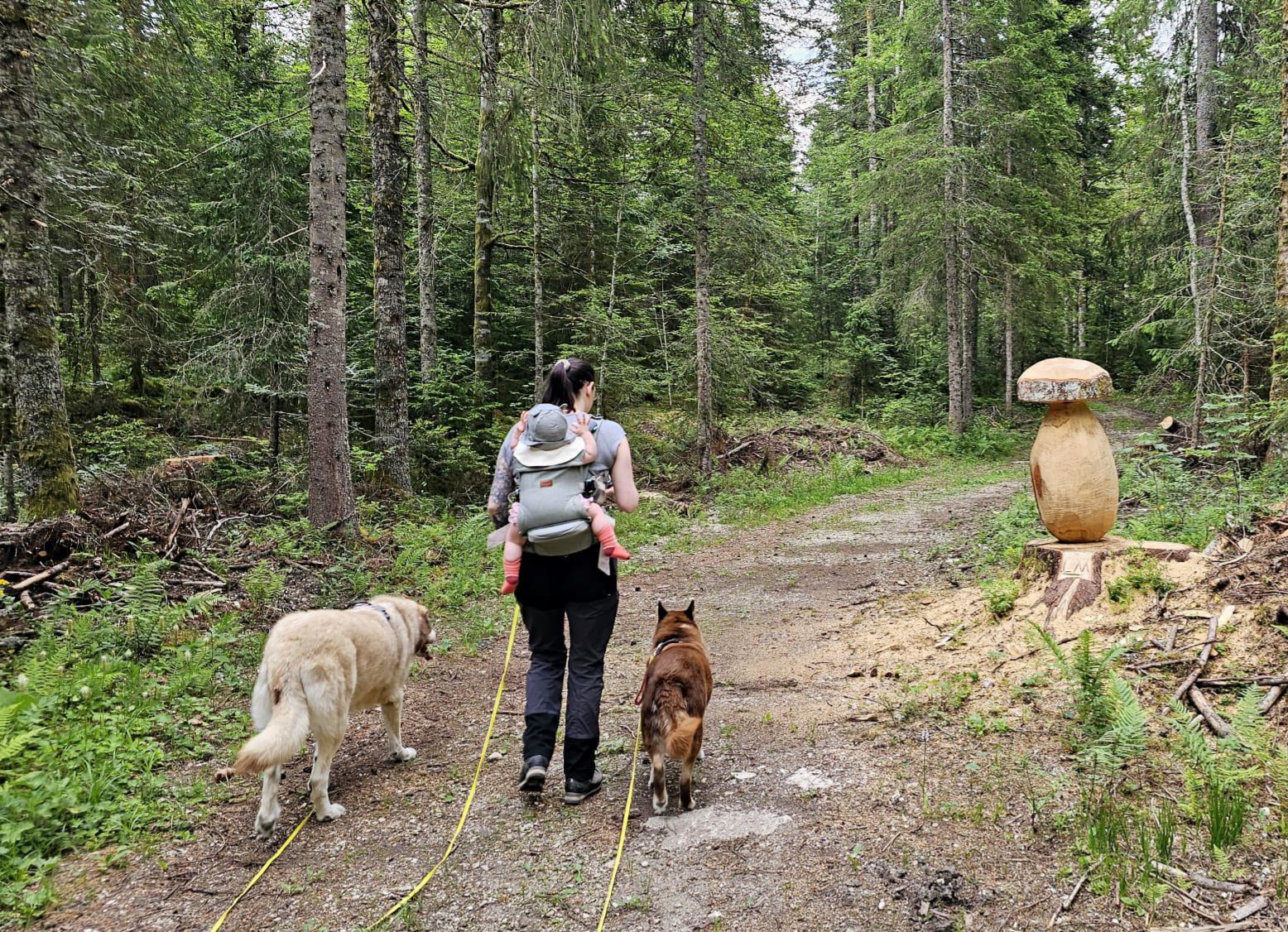 Pension chien
