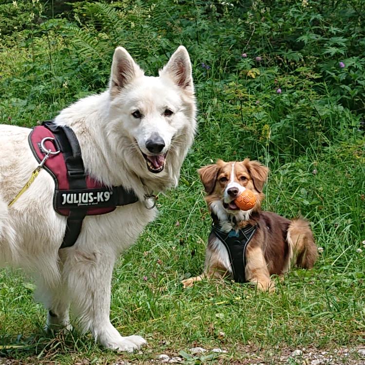 Berger blanc et chien avec harnais