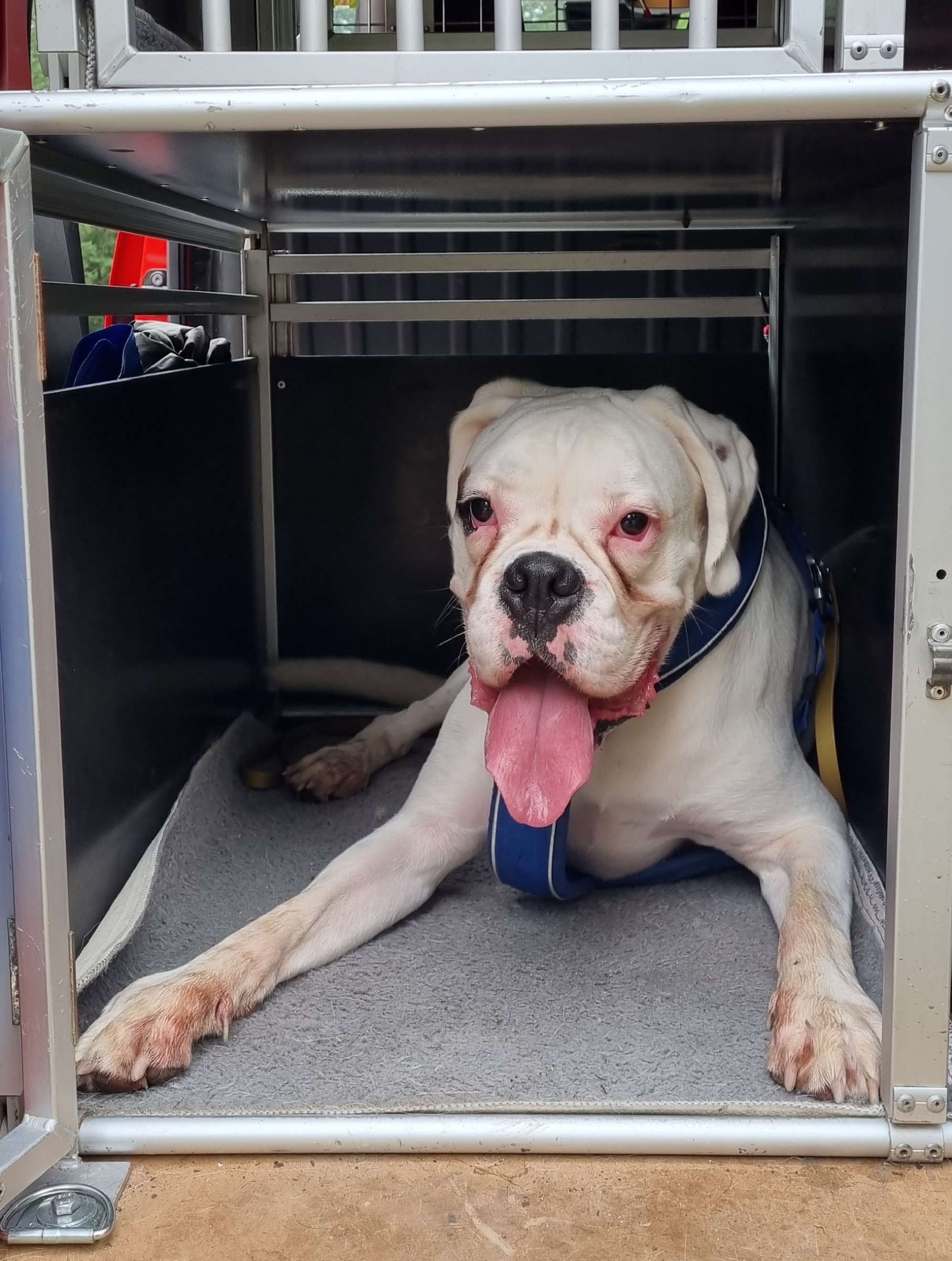 Transport chien - Véhicule agréé