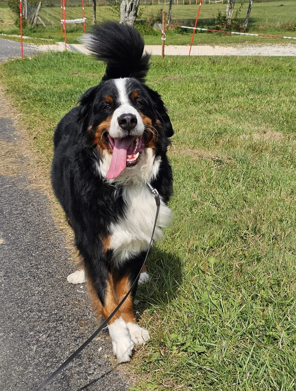 Bouvier bernois portrait
