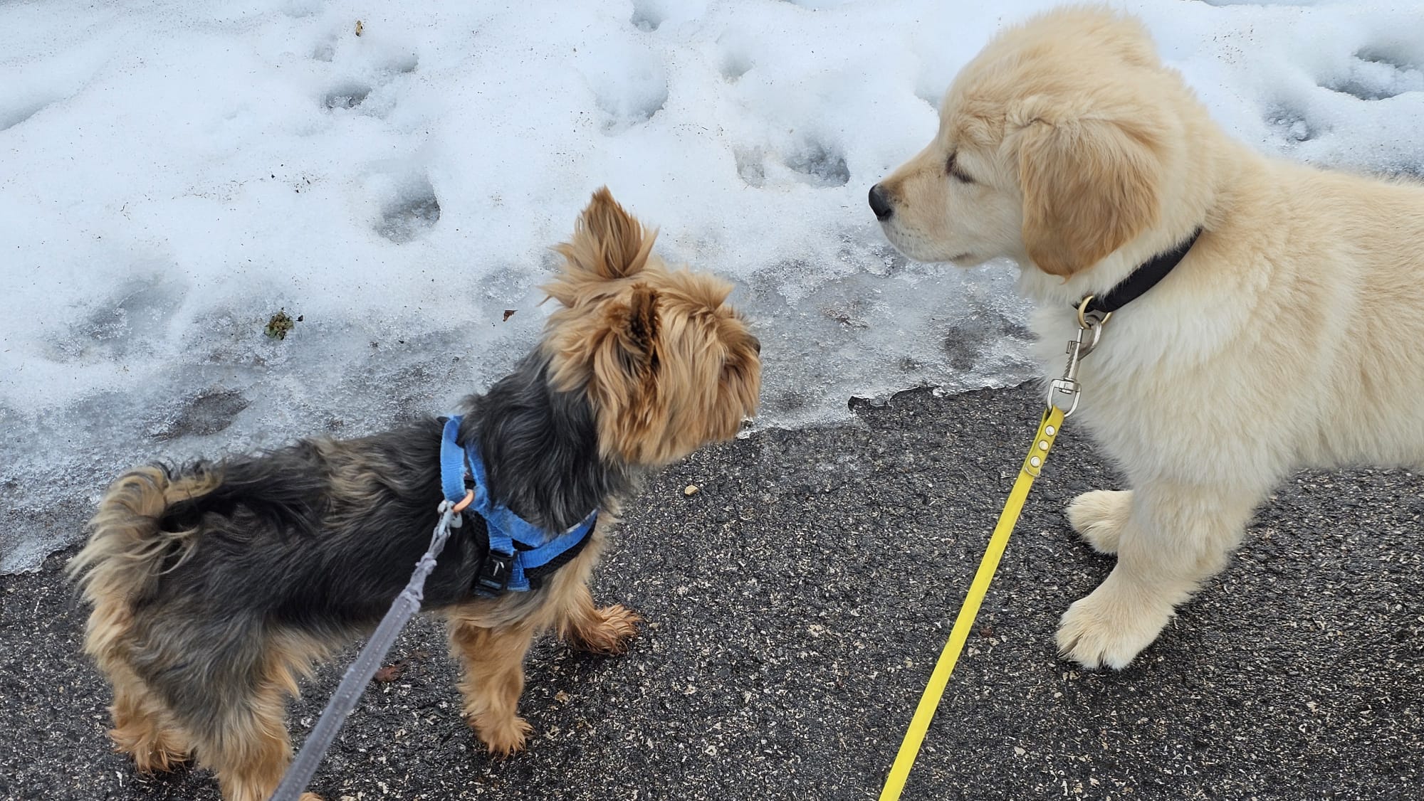 Chiots dans la neige
