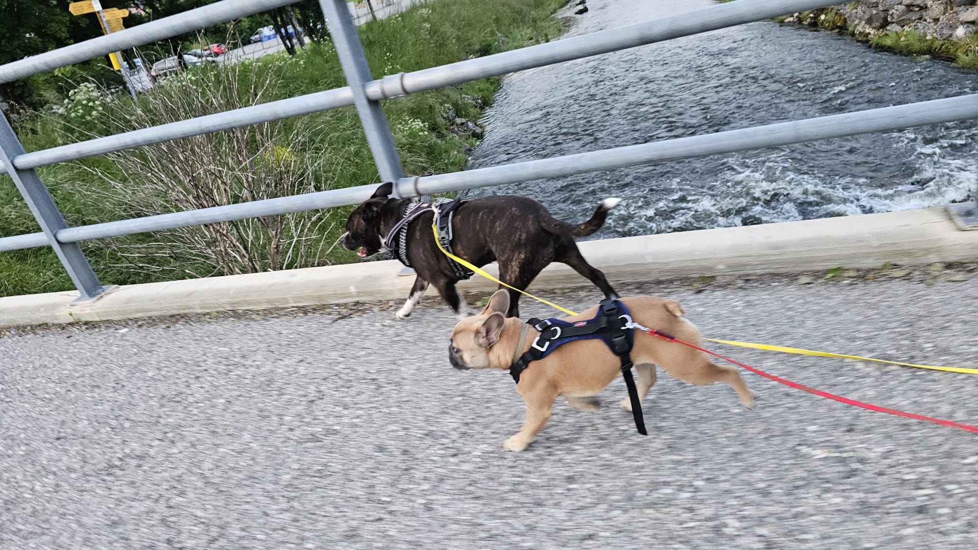 Chiens sur pont