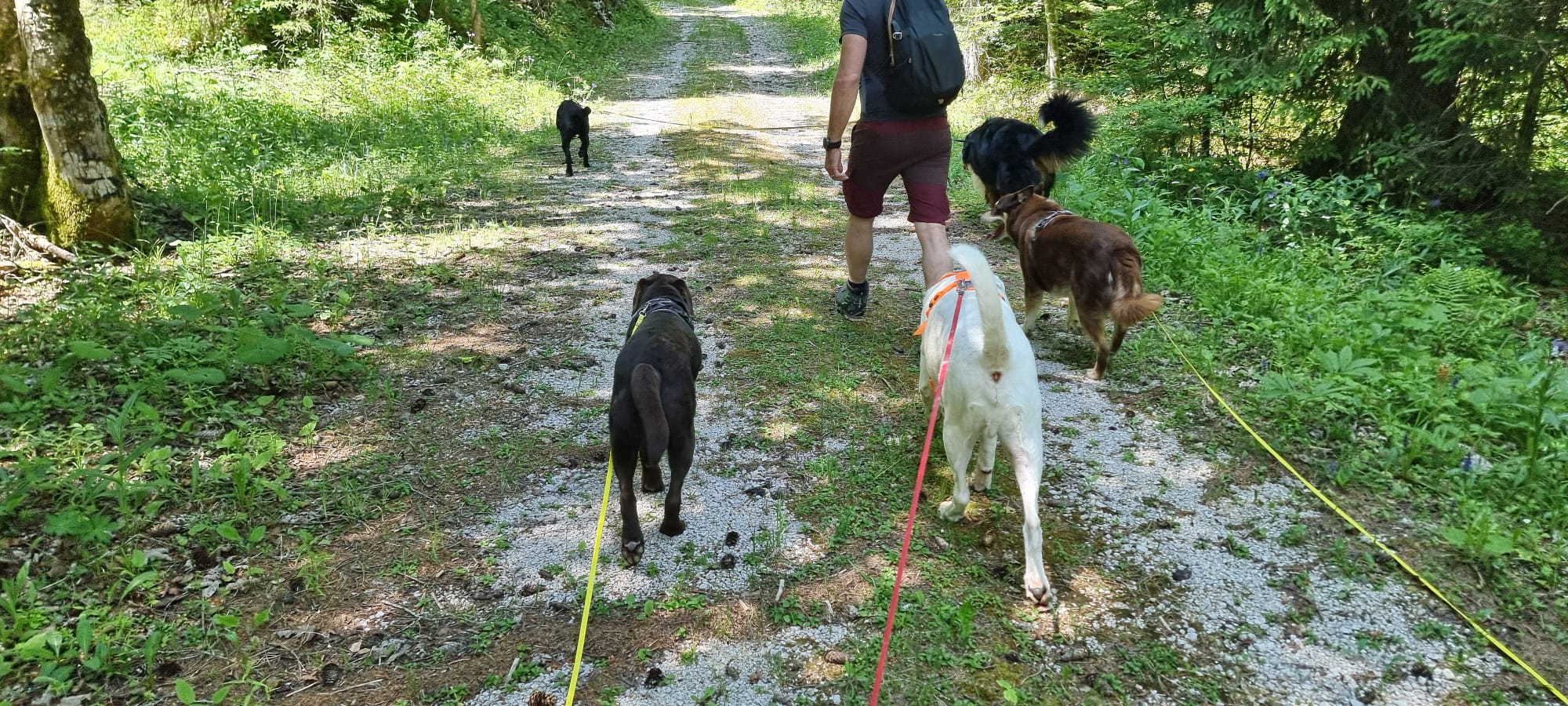 Chiens en forêt